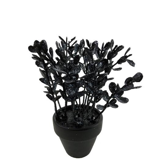Assorted Mini Black Potted Succulent, 1pc. by Ashland®